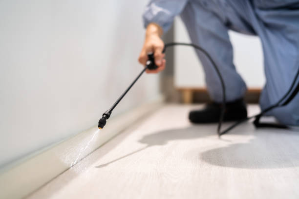 Best Flea Control Services  in Woodcrest, CA