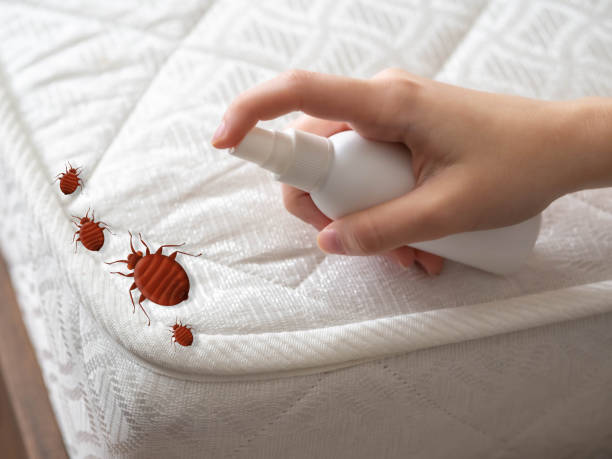 Flea Control Services in Woodcrest, CA