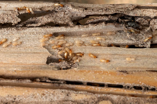 Best Ant Control Services  in Woodcrest, CA