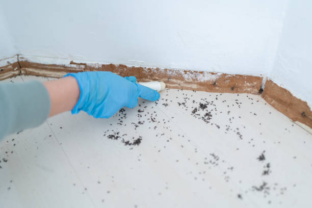Professional Pest Control in Woodcrest, CA